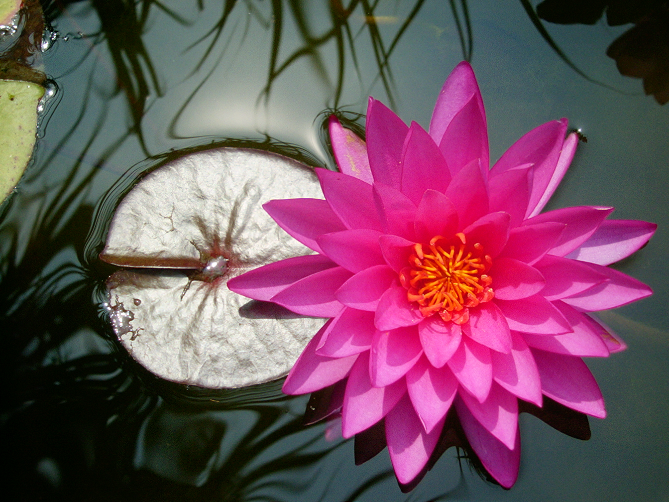 Photograph Water Lily